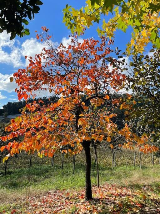 Quinta Picouto De Cima Villa Guimarães Exteriör bild